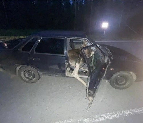 18-летняя девушка пострадала под Череповцом в ДТП со сбитым лосем 18-летняя девушка пострадала под Череповцом в ДТП со сбитым лосем